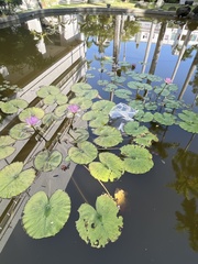 Nymphaea