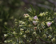 Eremophila sturtii