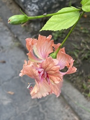 Hibiscus