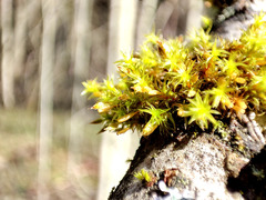 Lewinskya