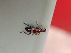 Lemidia bella