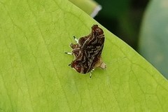 Choreutis
