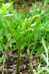 Botrychium lanceolatum