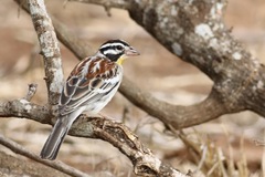 Emberiza poliopleura