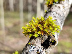 Lewinskya