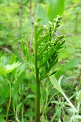 Botrychium lanceolatum