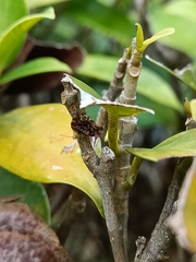 Choreutis