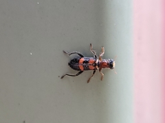 Lemidia bella