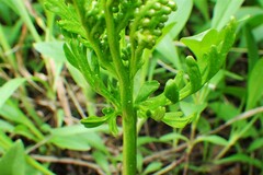 Botrychium lanceolatum