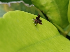Choreutis