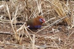 Granatina ianthinogaster