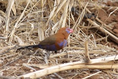 Granatina ianthinogaster