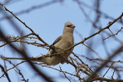 Urocolius macrourus