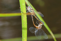 Hemicordulia continentalis
