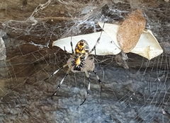 Nephilengys malabarensis