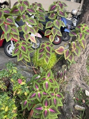Coleus scutellarioides