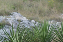 Campylorhynchus jocosus