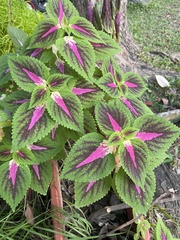 Coleus scutellarioides