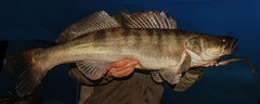 Sander lucioperca