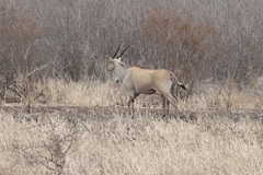 Tragelaphus oryx pattersonianus