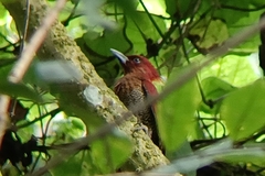 Chrysophlegma miniaceum