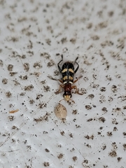 Lemidia