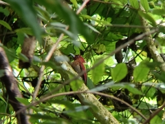 Chrysophlegma miniaceum