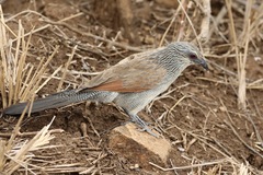 Centropus superciliosus