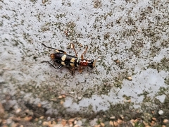 Lemidia