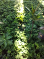 Leucauge argyrobapta