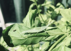 Atractomorpha lata