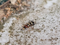 Lemidia