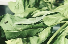 Atractomorpha lata