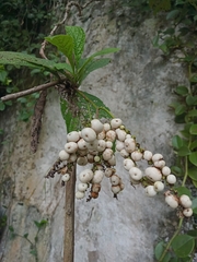 Varronia curassavica