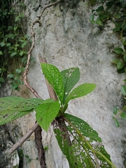 Varronia curassavica