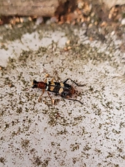 Lemidia