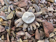 Astraeus hygrometricus