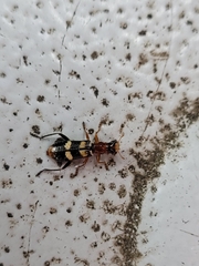 Lemidia