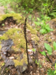 Gastrodia cunninghamii