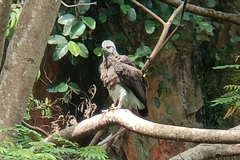 Haliaeetus ichthyaetus
