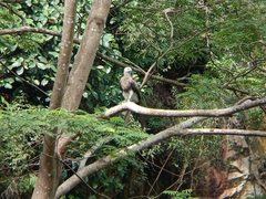 Haliaeetus ichthyaetus