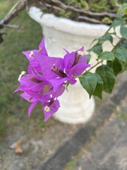 Bougainvillea glabra