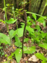 Gastrodia cunninghamii