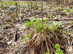 Carex cespitosa