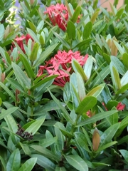 Ixora coccinea