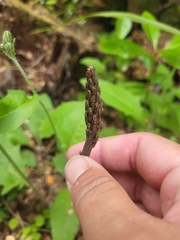 Gastrodia cunninghamii