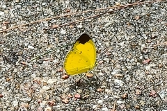 Eurema sari