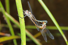 Hemicordulia continentalis