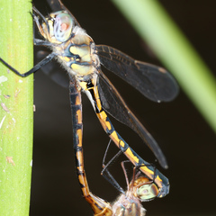 Hemicordulia continentalis