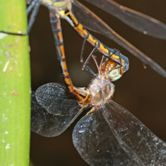 Hemicordulia continentalis